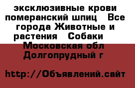 эксклюзивные крови-померанский шпиц - Все города Животные и растения » Собаки   . Московская обл.,Долгопрудный г.